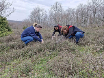 Tekirdağ’da süne zararlısına karşı saha çalışmaları başlatıldı