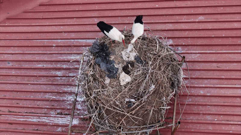 Yıllardır süren gelenek bozulmadı, Sivas’ın ‘Leylekli okulu’ misafirlerine kavuştu