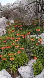 Diyarbakır’da ’ters laleler’ doğayı renklendirdi
