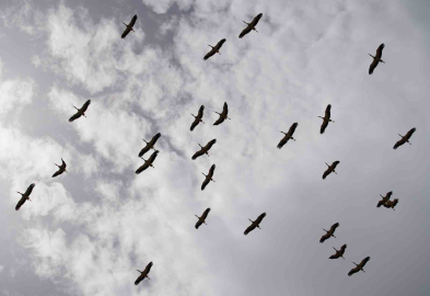 Göç yolculuğunu tamamlayan leylekler, martılarla aynı alanda buluştu