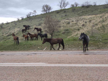 Beypazarı’nda yılkı atları görüntülendi