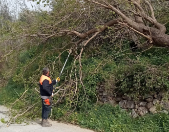 Osmaniye’de fırtına etkili oldu, devrilen ağaçlar yolları kapattı