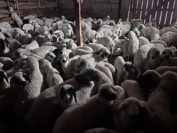 Sürülerde bahar hareketliliği: Kuzular annelerini böyle buldu