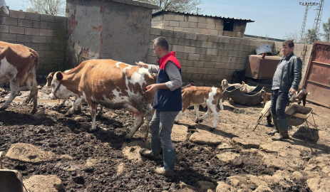 Cizre’de hayvan sağlığı için yoğun mesai