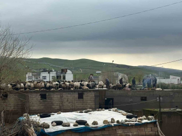 Siirt’te araçlar sel sularında kayboldu, onlarca hayvan telef oldu