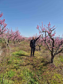 Elazığ’da meyve bahçelerinde entegre mücadele çalışması
