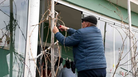 Geçen yıl don vurmuştu, Yozgatlı üzüm üreticisi bu yıl umutlu