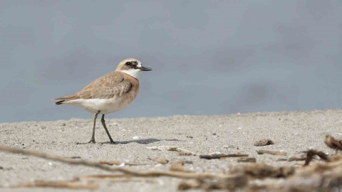 Çanakkale için yeni kuş türü: Büyük Cılıbıt