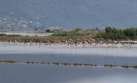 Su altında kalan arazilerde flamingolar görsel şölen oluşturdu