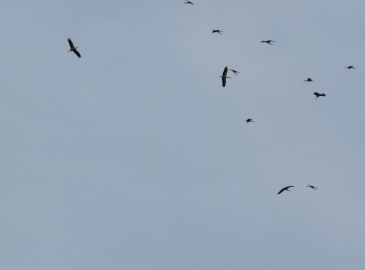 Kozan semalarında leyleklerin göç yolculuğu mest etti