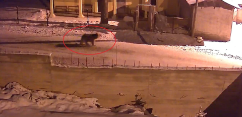 Kış uykusundan uyanan ayılar Bayburt’un köylerinde yiyecek aradı