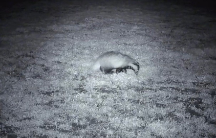 Yiyecek arayışındaki porsuk Ganos Dağları’nda görüntülendi