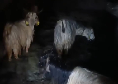 Yüksekova’da ahırları su bastı: Mahsur kalan hayvanlar kurtarıldı