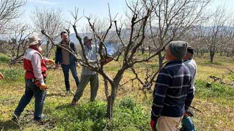 Geçtiğimiz yıl yaşanan zirai donun etkisi ağaçlarda sürüyor
