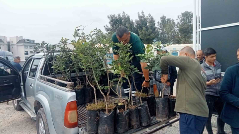 Büyükşehir’den Alanya’nın coğrafi işaretli keçiboynuzuna destek