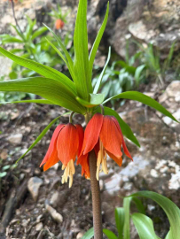 Hakkari’de ters laleler çiçek açtı