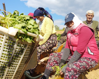 Sarıgöl’de tütün dikimi başladı