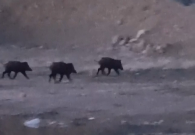 Yüksekova’da domuz sürüsü görüntülendi