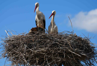 Esnafın merakla beklediği Rüzgar ve Nergis, 4’üncü yılında da aynı yuvaya döndü