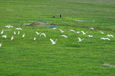 Göçmen kuşlar Muş Ovası’nı süsledi