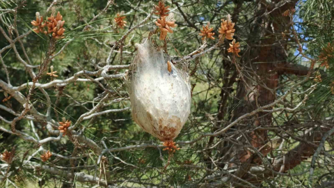 Bafra’da "çam kese böceği" tehlikesi