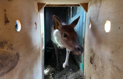 Kızıl geyikler doğayla buluşmaya devam ediyor