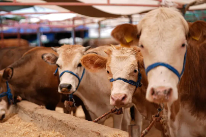 Kurban Kesim Ücretleri Belli Oldu: 2026’da Fiyatlar Ne Kadar?