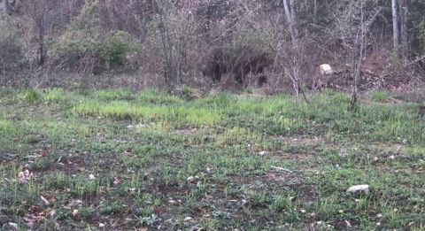 Ayı, domuz ve gelincik fotokapanla görüntülendi