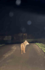 Yerleşim yerine inen kurt cep telefonu ile görüntülendi