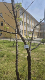 Edirne İlhami Ertem Anadolu Lisesi öğrencilerinden anlamlı etkinlik