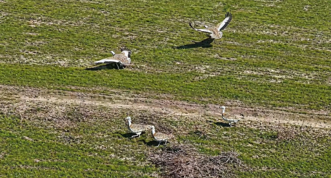 Havaların ısınmasıyla Muş’a toy kuşları gelmeye başladı