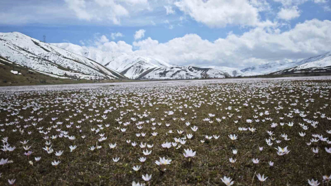 Güzeldere Vadisi’nde bahar şöleni: Çiğdemler görsel ziyafet sunuyor