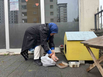 Şehir merkezine inen tilki kimseye aldırış etmeden karnını doyurdu