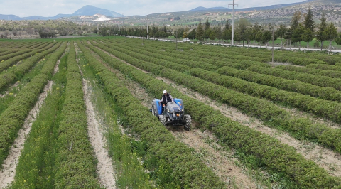 Isparta’da gül hasadı öncesi umutlar arttı: 13 bin ton rekolte bekleniyor
