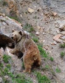 Tunceli’de ayı ve yavrusu dron ile görüntülendi