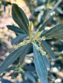 Salihli’de zeytin üreticilerine "Zeytin Pamuklu Biti" uyarısı