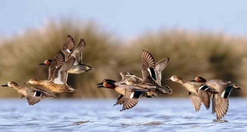 Savcının objektifinden yaban hayatı