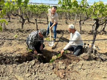 TARİŞ’ten bağlara yakın takip
