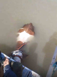 Bu sefer balık değil tosun yakaladılar