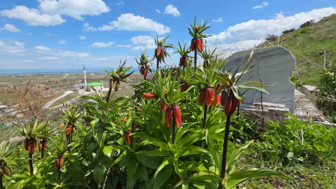 Van’da açan ters laleler göz kamaştırıyor