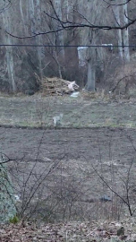 Tortum’da nesli tükenme tehlikesinde olan vaşak görüntülendi