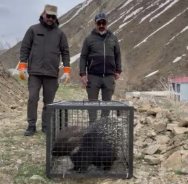 Tedavisi tamamlanan oklu kirpi doğaya salındı