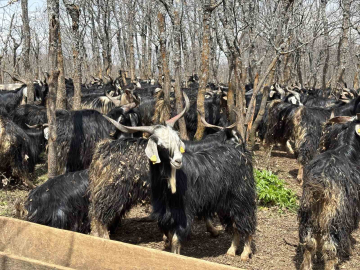 Bingöl’de soğuklar yaylaya çıkışı geciktirdi: Hayvanlar besiye alındı