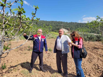 Buharkent’te ilek bahçeleri kontrol edildi