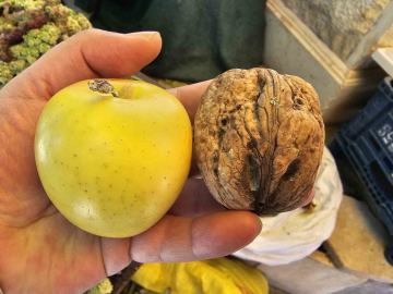 Elazığ’da elma büyüklüğünde cevizler ilgi çekiyor