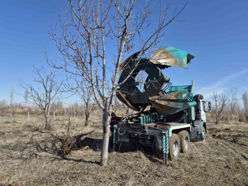 Iğdır’da 15-16 yıllık 77 kiraz ağacı taşınarak kesilmekten kurtarıldı