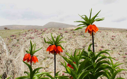 Afşin’de ters laleler açtı: Koparana 700 bin TL ceza