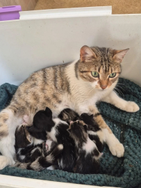 Germencik’te can dostlar yeni yuvalarını arıyor