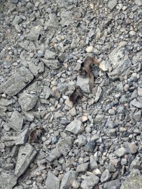 Kış uykusundan uyanan ayı ailesi kameralara yansıdı