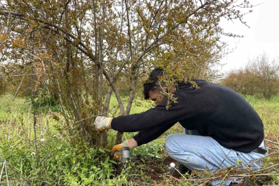 AB tescilli Suruç narında budama zamanı
